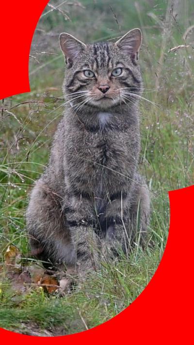 A Scottish wildcat sitting on its haunches among grasses. It has grey fur with black, tabby-like stripes