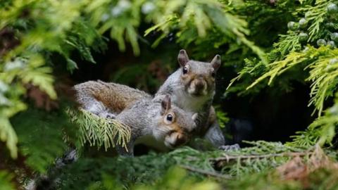 Two grey squirrels are huddled together in woodland pine looking startled. There are tinges of red in their coats. There is a bunch of berries on some leaves.