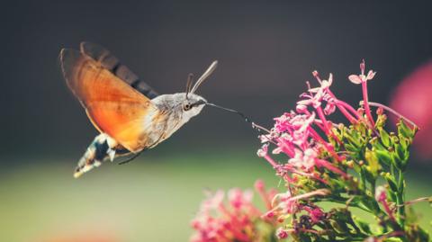 A hummingbird hawk-moth with large orange wings which shutter rapidly feeds from a red valerian flower.