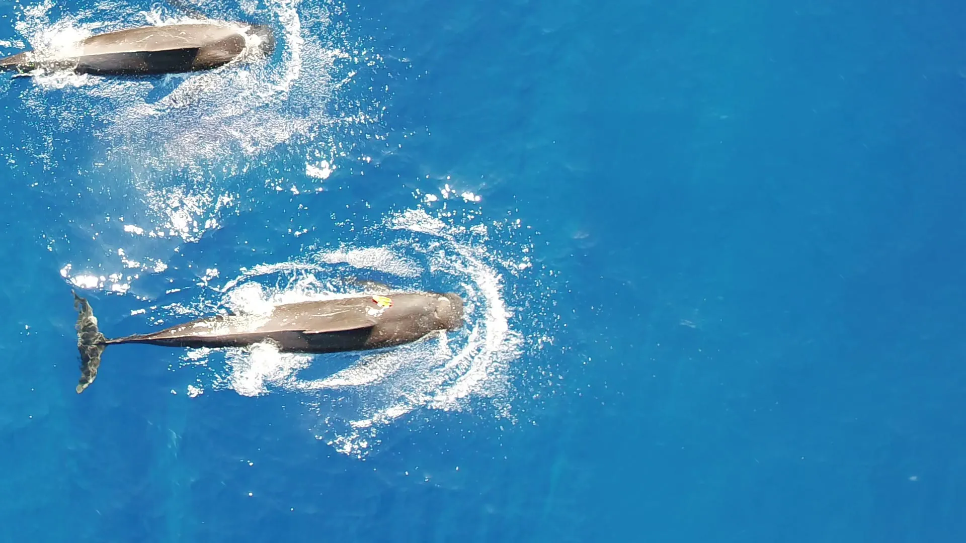 Hawaiian Pilot Whales’ Massive Squid Diet